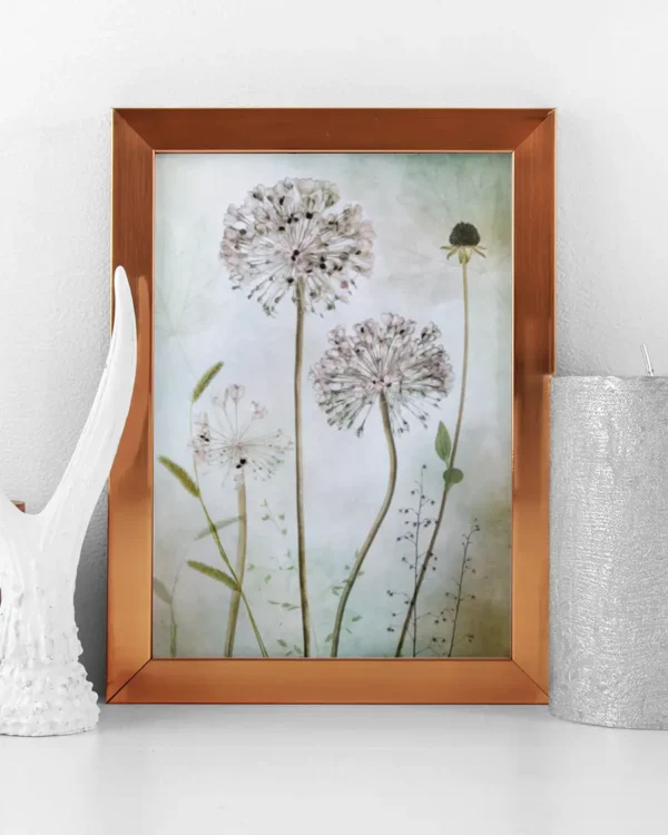 Allium - Prydnadslök - Poster - Fotografi - Ramexempel