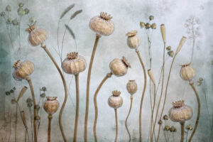 Papaver - Vallmokapslar - Poster