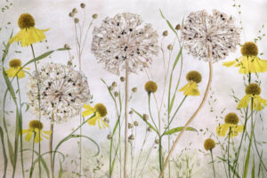 Alliums and Heleniums - Poster
