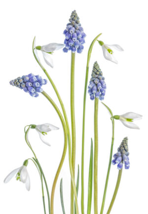 Muscari and Galanthus - Druvhyacint och Snödroppe - Poster
