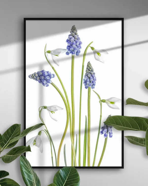 Muscari and Galanthus - Druvhyacint och Snödroppe - Poster - Ramexempel