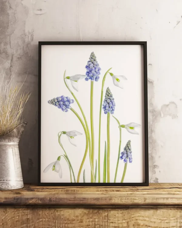 Muscari and Galanthus - Druvhyacint och Snödroppe - Poster - Ramexempel