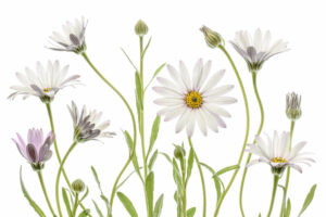 Cape Daisies - Prästkrage - Poster