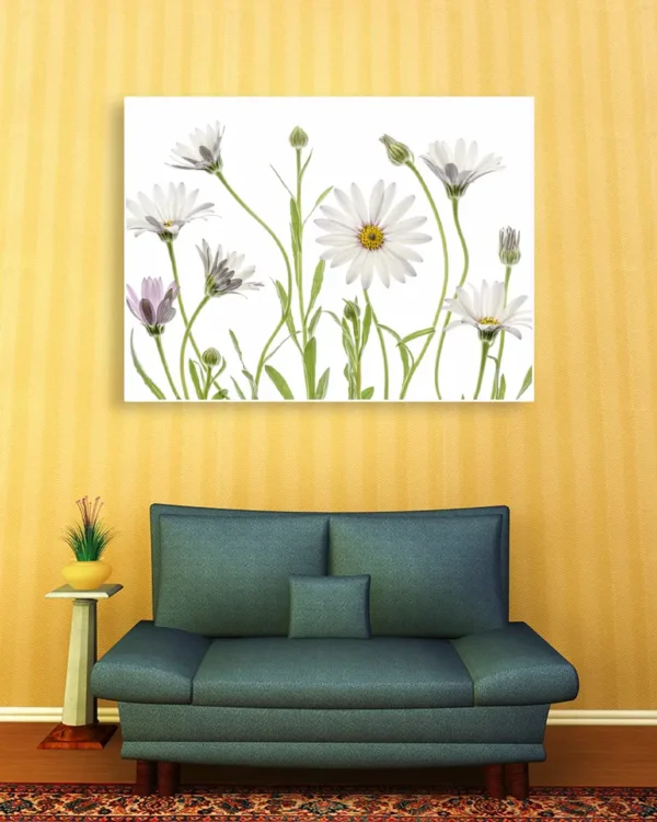 Cape Daisies - Prästkrage - Poster - Ramexempel