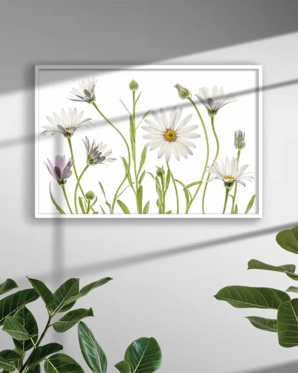 Cape Daisies - Prästkrage - Poster - Ramexempel