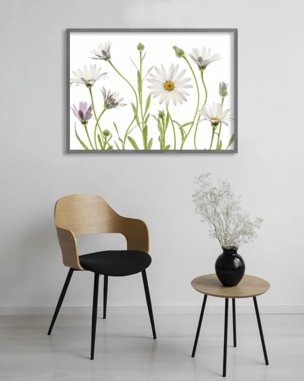 Cape Daisies - Prästkrage - Poster - Ramexempel