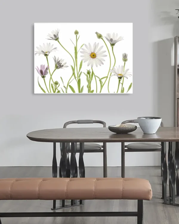 Cape Daisies - Prästkrage - Poster - Ramexempel