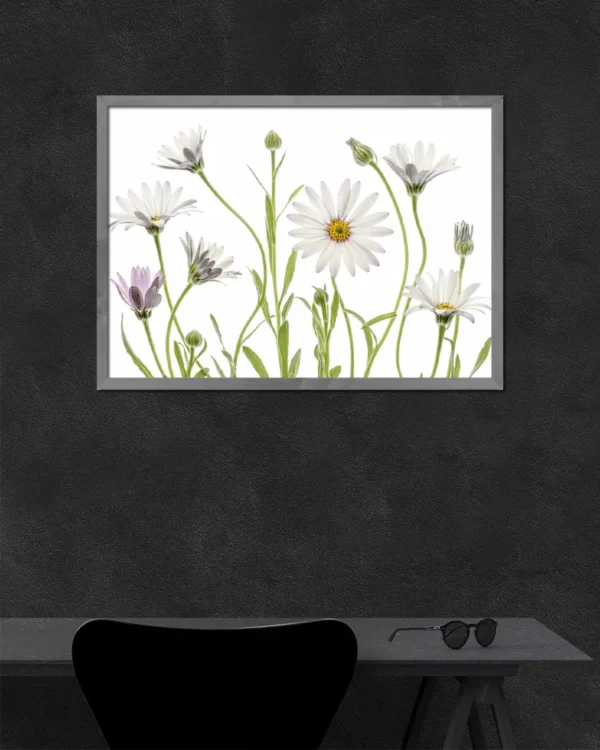 Cape Daisies - Prästkrage - Poster - Ramexempel