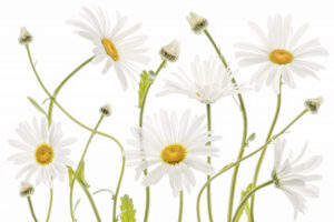 Ox Eye Daisies - Prästkrage - Poster