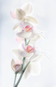 Pale Beauty - Poster - Fotografi
