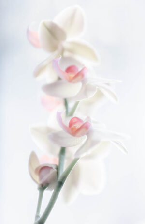 Pale Beauty - Poster - Fotografi