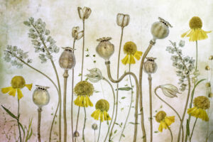 Poppies and Helenium - Poster
