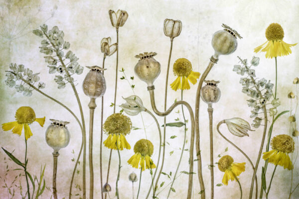 Poppies and Helenium - Poster