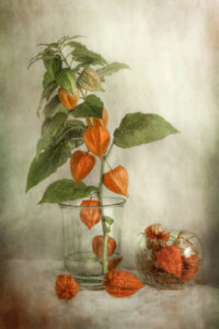 Lanterns - Physalis - Poster - Fotografi