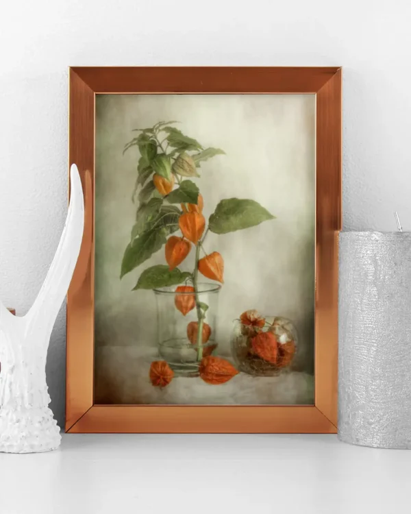 Lanterns - Physalis - Poster - Fotografi - Ramexempel