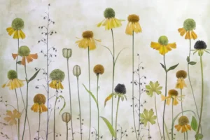 Helenium - Solbrudar - Poster
