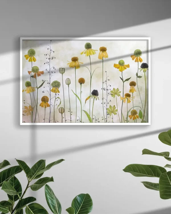Helenium - Solbrudar - Poster - Ramexempel
