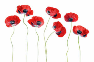 Ladybird Poppies - Fläckvallmo - Poster