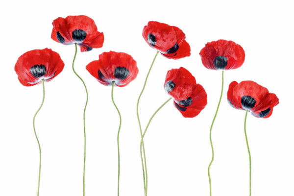 Ladybird Poppies - Fläckvallmo - Poster