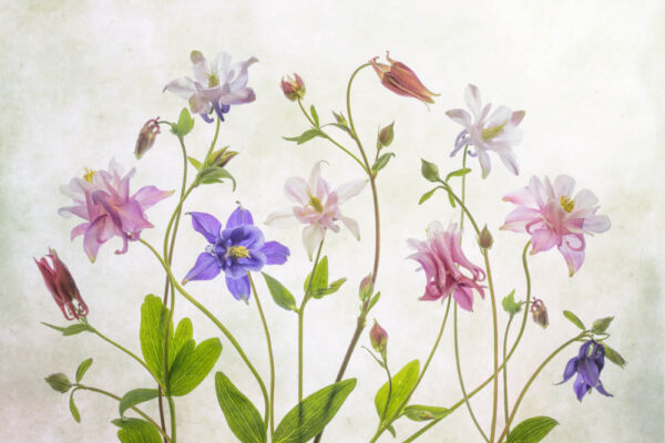 Columbine - Akleja - Poster