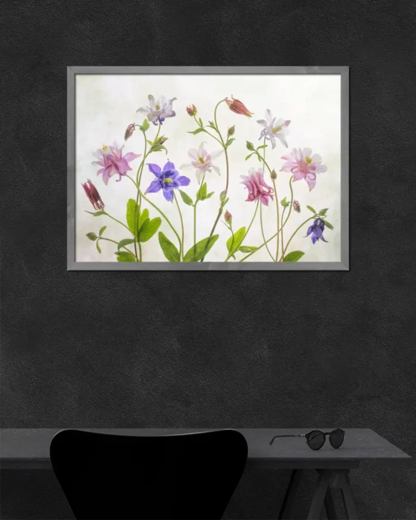 Columbine - Akleja - Poster - Ramexempel