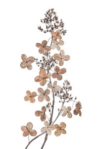 Hydrangea Paniculata - Vipphortensia - Poster