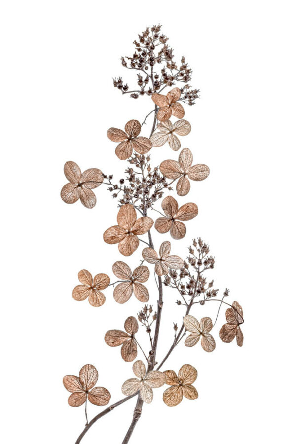 Hydrangea Paniculata - Vipphortensia - Poster