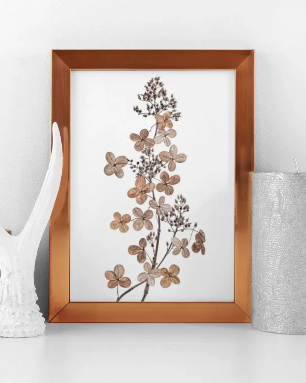 Hydrangea Paniculata - Vipphortensia - Poster - Ramexempel