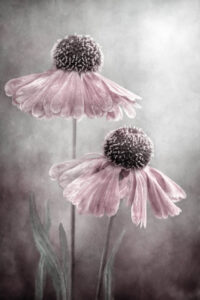 Duet - Solhatt - Poster - Fotografi