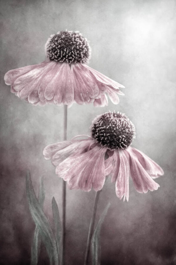 Duet - Solhatt - Poster - Fotografi