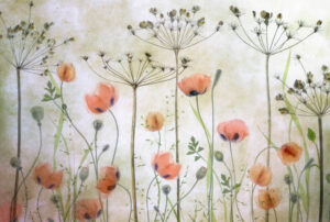 Poppy Meadow - Vallmo - Poster