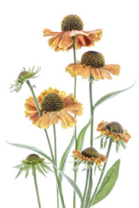 Helenium - Solbrudar - Poster