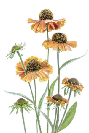 Helenium - Solbrudar - Poster