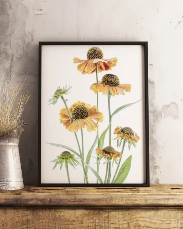 Helenium - Solbrudar - Poster - Ramexempel