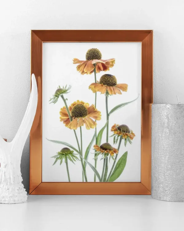 Helenium - Solbrudar - Poster - Ramexempel