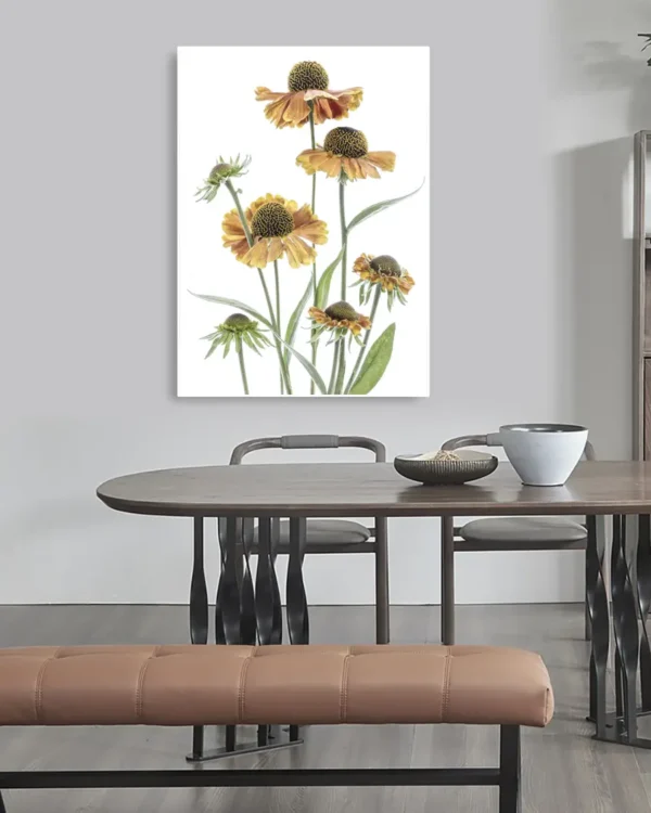 Helenium - Solbrudar - Poster - Ramexempel