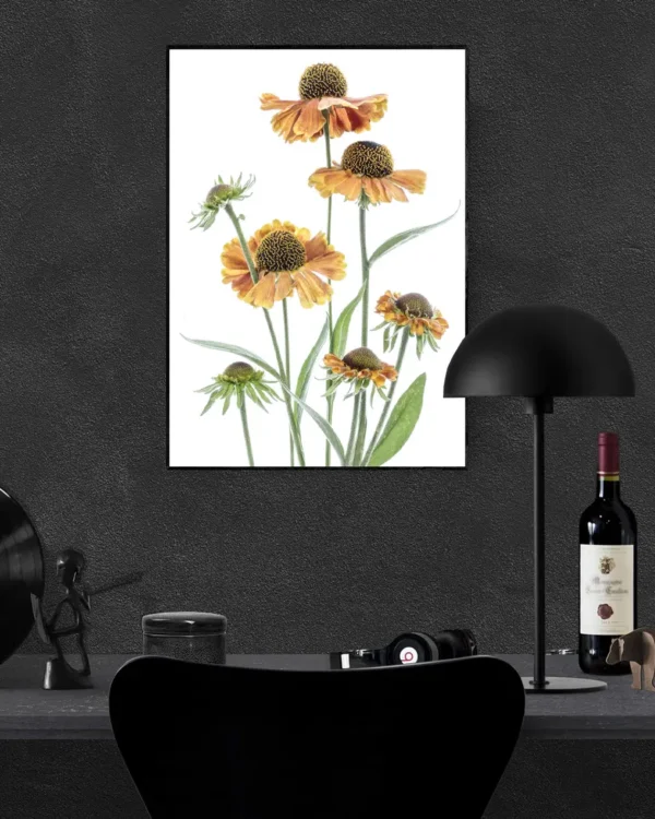 Helenium - Solbrudar - Poster - Ramexempel