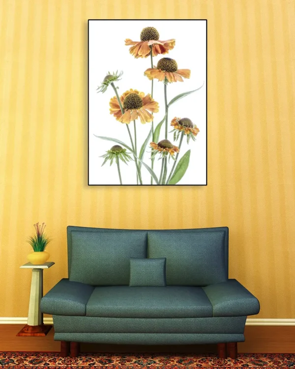 Helenium - Solbrudar - Poster - Ramexempel