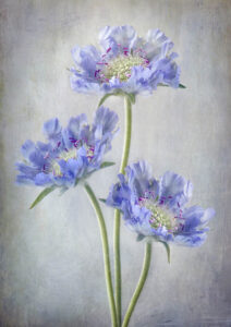 Scabiosa - Höstvädd - Poster