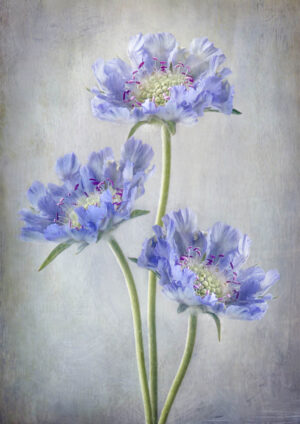 Scabiosa - Höstvädd - Poster
