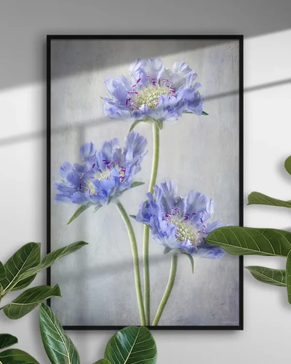Scabiosa - Höstvädd - Poster - Ramexempel