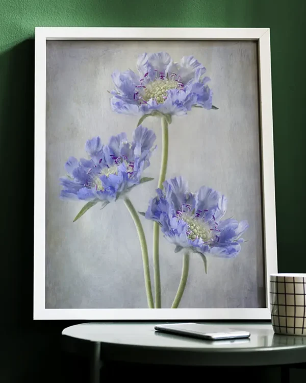 Scabiosa - Höstvädd - Poster - Ramexempel