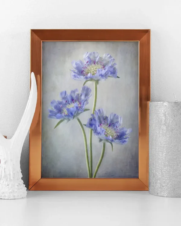 Scabiosa - Höstvädd - Poster - Ramexempel