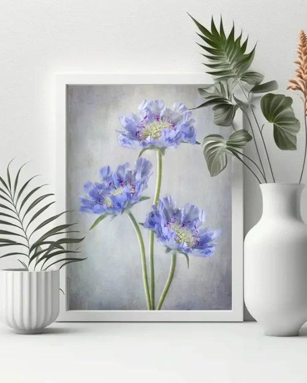 Scabiosa - Höstvädd - Poster - Ramexempel