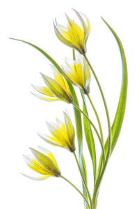 Tulipa 5 - Tulpan - Poster