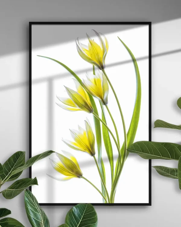 Tulipa 5 - Tulpan - Poster - Ramexempel
