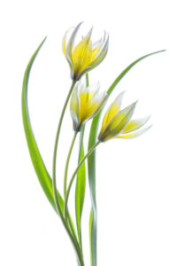 Tulipa - Tulpan - Poster