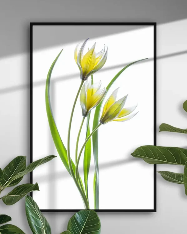 Tulipa - Tulpan - Poster - Ramexempel