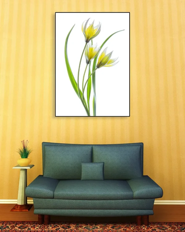 Tulipa - Tulpan - Poster - Ramexempel