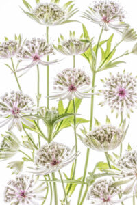 Astrantia - Stjärnflockor - Poster